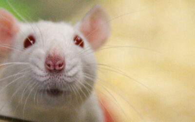 Recherche Biomédicale