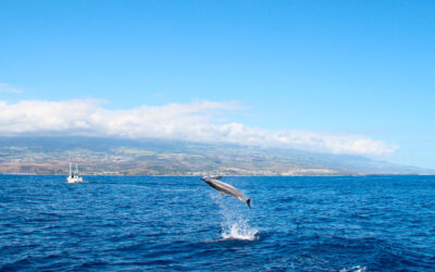 Protection éthique & BEA